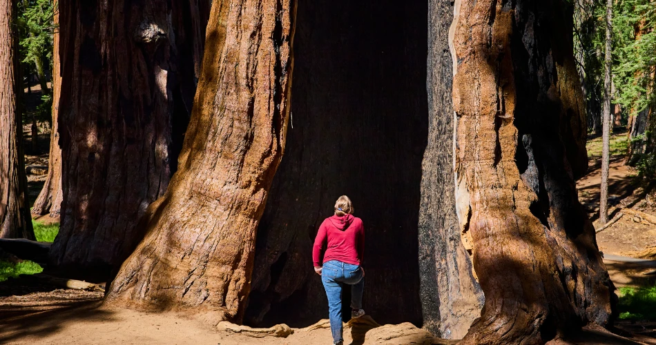 Your Complete Travel Guide to Exploring Eureka, United States