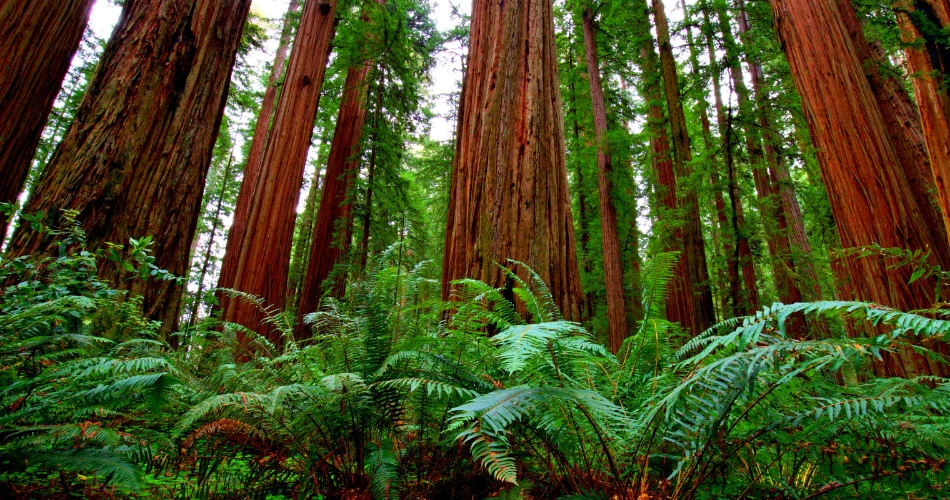 Your Complete Travel Guide to Exploring Eureka, United States