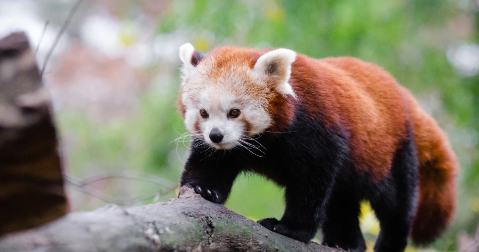 Family-Friendly Attractions in Eureka, United States You Shouldn’t Miss